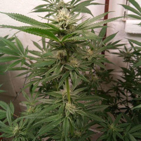 Seriotica a la GaNjaJoHnNaY growlog timeline photo