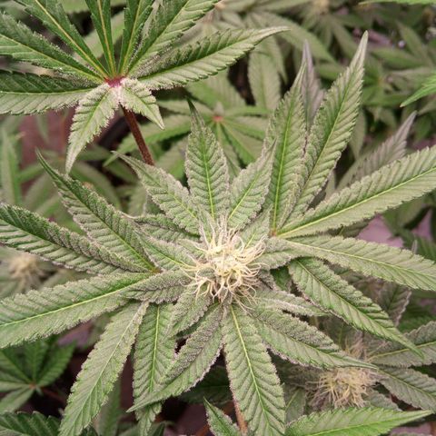 Seriotica a la GaNjaJoHnNaY growlog timeline photo