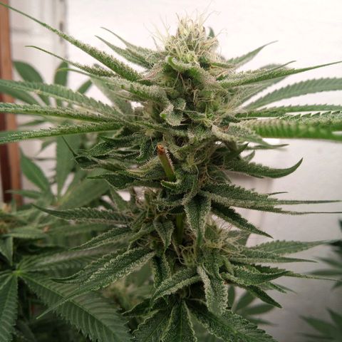Seriotica a la GaNjaJoHnNaY growlog timeline photo