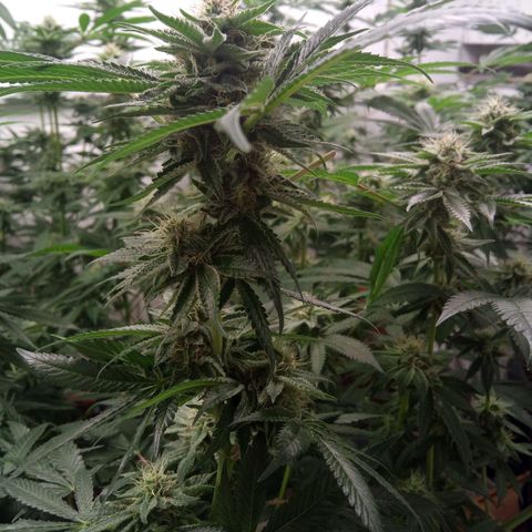 Seriotica a la GaNjaJoHnNaY growlog timeline photo