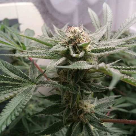 Seriotica a la GaNjaJoHnNaY growlog timeline photo