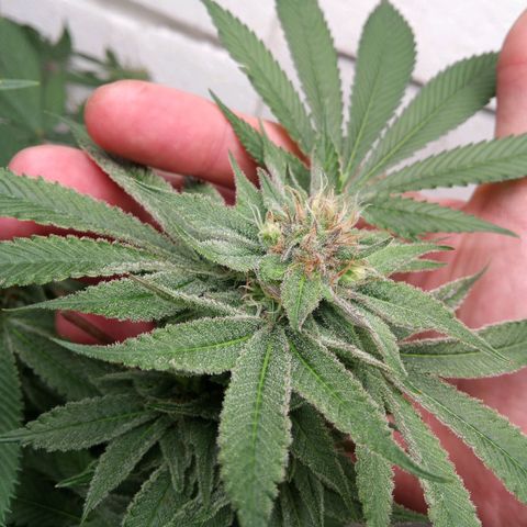 Seriotica a la GaNjaJoHnNaY growlog timeline photo