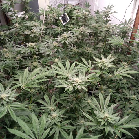 Seriotica a la GaNjaJoHnNaY growlog timeline photo