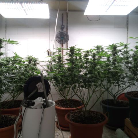Seriotica a la GaNjaJoHnNaY growlog timeline photo