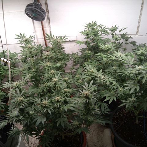 Seriotica a la GaNjaJoHnNaY growlog timeline photo