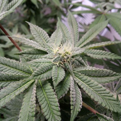 Seriotica a la GaNjaJoHnNaY growlog timeline photo