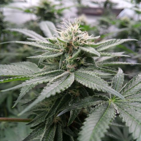 Seriotica a la GaNjaJoHnNaY growlog timeline photo