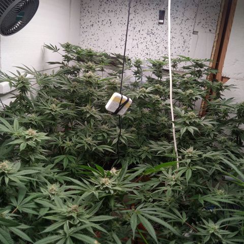 Seriotica a la GaNjaJoHnNaY growlog timeline photo