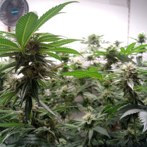 Seriotica a la GaNjaJoHnNaY growlog timeline photo