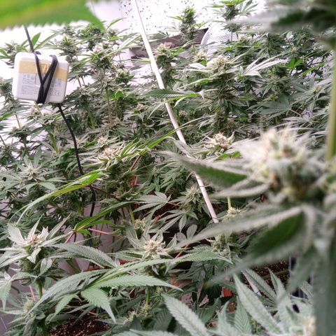 Seriotica a la GaNjaJoHnNaY growlog timeline photo