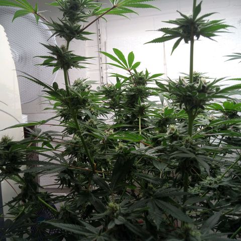 Seriotica a la GaNjaJoHnNaY growlog timeline photo