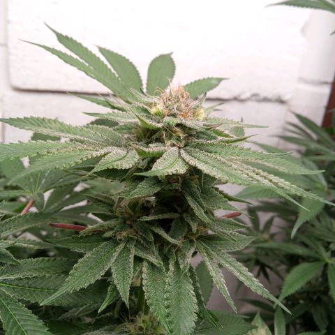 Seriotica a la GaNjaJoHnNaY growlog timeline photo