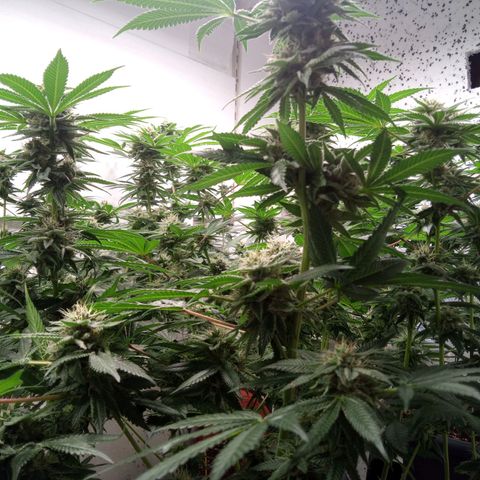 Seriotica a la GaNjaJoHnNaY growlog timeline photo