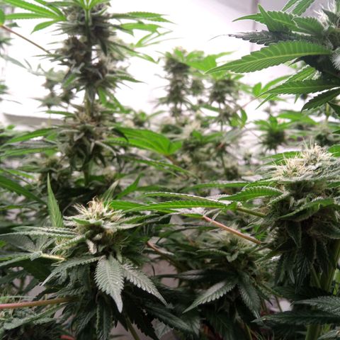 Seriotica a la GaNjaJoHnNaY growlog timeline photo