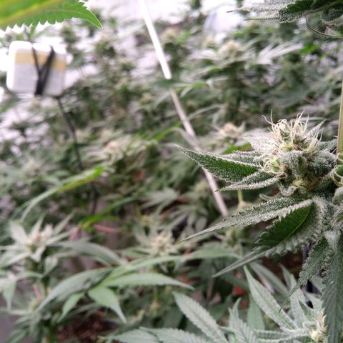 Seriotica a la GaNjaJoHnNaY growlog timeline photo