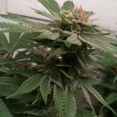 Seriotica a la GaNjaJoHnNaY growlog timeline photo