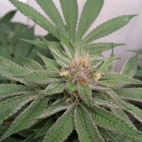 Seriotica a la GaNjaJoHnNaY growlog timeline photo