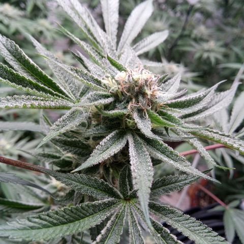 Seriotica a la GaNjaJoHnNaY growlog timeline photo