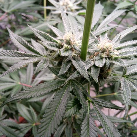Seriotica a la GaNjaJoHnNaY growlog timeline photo