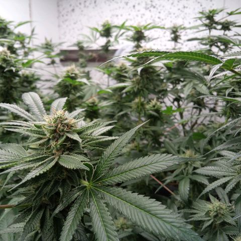 Seriotica a la GaNjaJoHnNaY growlog timeline photo