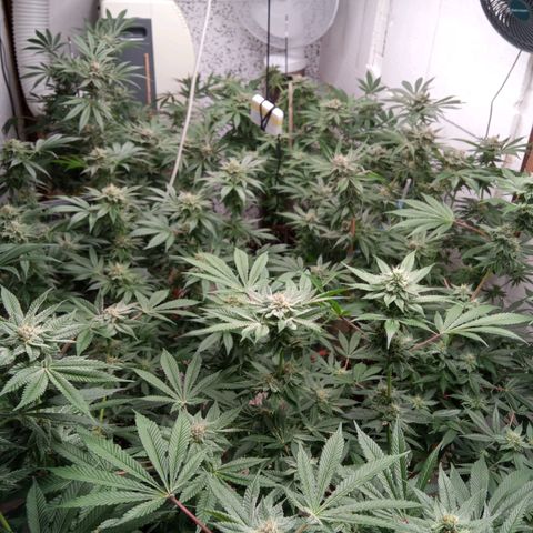 Seriotica a la GaNjaJoHnNaY growlog timeline photo
