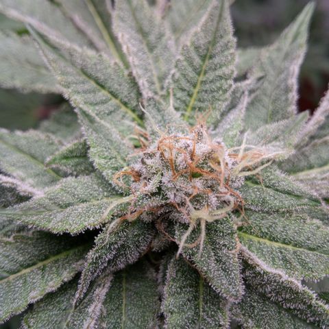 Seriotica a la GaNjaJoHnNaY growlog timeline photo