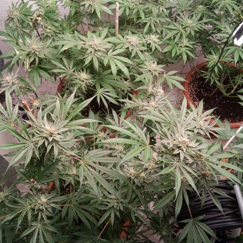 Seriotica a la GaNjaJoHnNaY growlog timeline photo