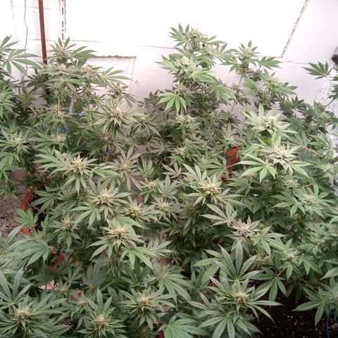 Seriotica a la GaNjaJoHnNaY growlog timeline photo