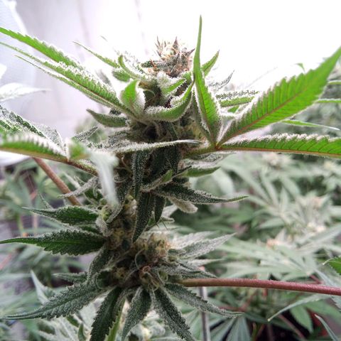 Seriotica a la GaNjaJoHnNaY growlog timeline photo