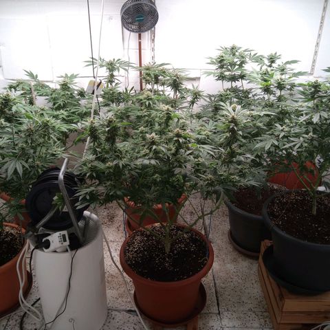 Seriotica a la GaNjaJoHnNaY growlog timeline photo