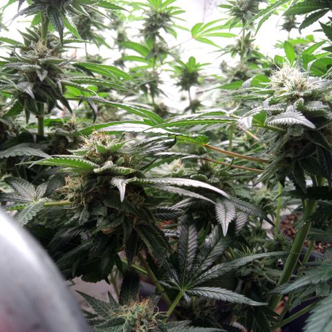 Seriotica a la GaNjaJoHnNaY growlog timeline photo