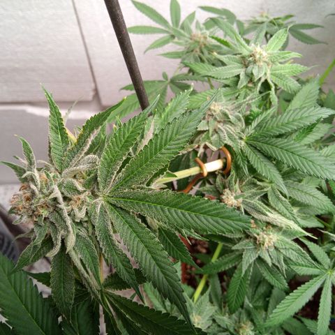 Seriotica a la GaNjaJoHnNaY growlog timeline photo