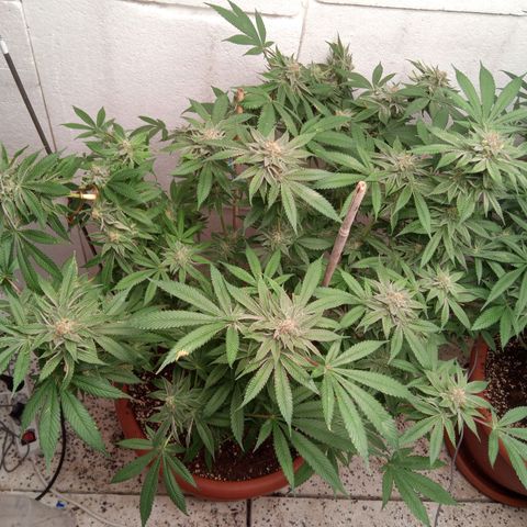 Seriotica a la GaNjaJoHnNaY growlog timeline photo