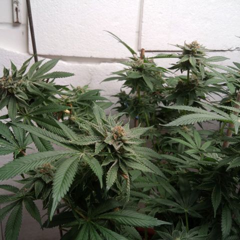 Seriotica a la GaNjaJoHnNaY growlog timeline photo