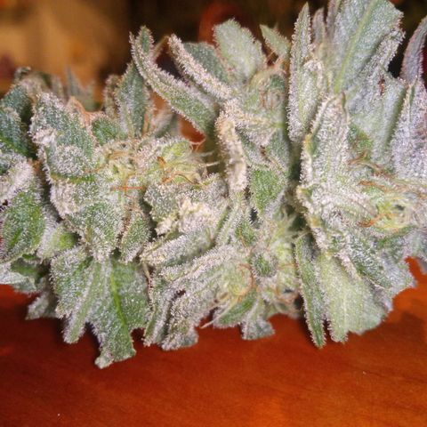 Seriotica a la GaNjaJoHnNaY growlog timeline photo