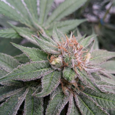 Seriotica a la GaNjaJoHnNaY growlog timeline photo