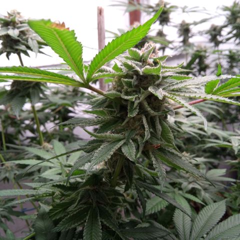 Seriotica a la GaNjaJoHnNaY growlog timeline photo