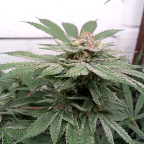Seriotica a la GaNjaJoHnNaY growlog timeline photo