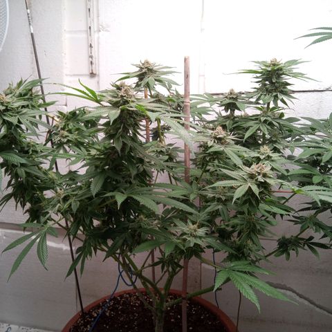 Seriotica a la GaNjaJoHnNaY growlog timeline photo