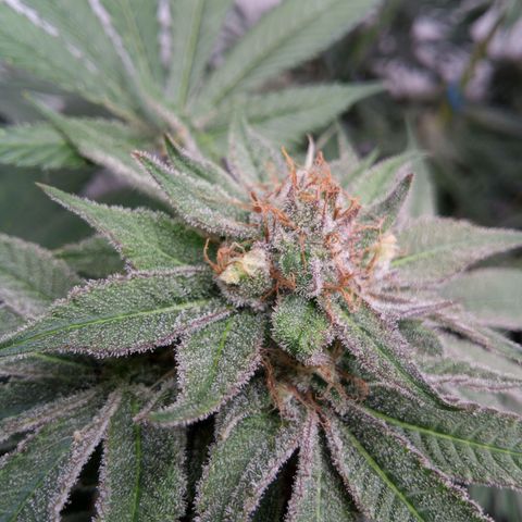 Seriotica a la GaNjaJoHnNaY growlog timeline photo