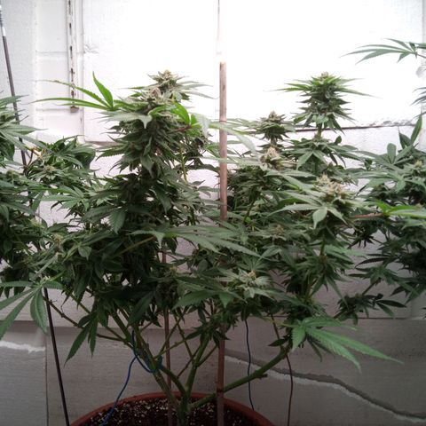Seriotica a la GaNjaJoHnNaY growlog timeline photo