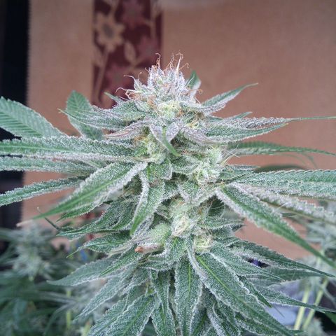 Seriotica a la GaNjaJoHnNaY growlog timeline photo