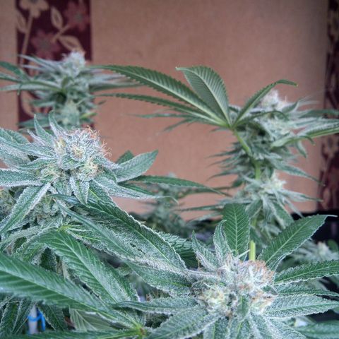 Seriotica a la GaNjaJoHnNaY growlog timeline photo