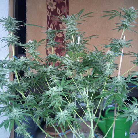 Seriotica a la GaNjaJoHnNaY growlog timeline photo