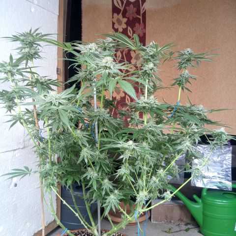 Seriotica a la GaNjaJoHnNaY growlog timeline photo