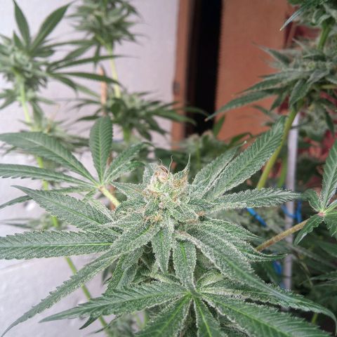 Seriotica a la GaNjaJoHnNaY growlog timeline photo