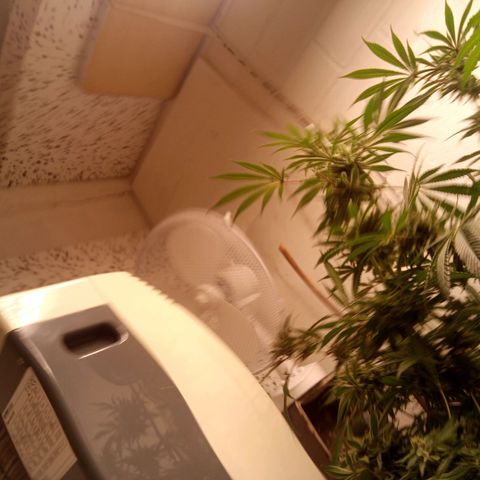Seriotica a la GaNjaJoHnNaY growlog timeline photo