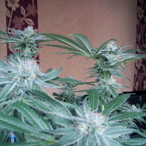 Seriotica a la GaNjaJoHnNaY growlog timeline photo