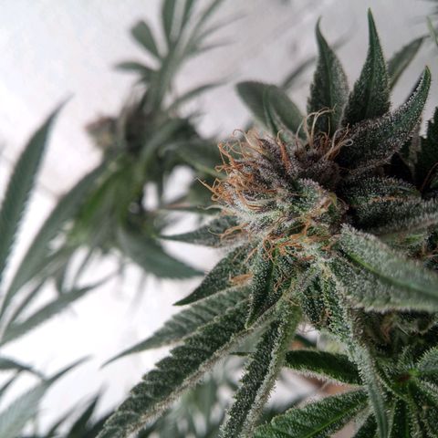 Seriotica a la GaNjaJoHnNaY growlog timeline photo