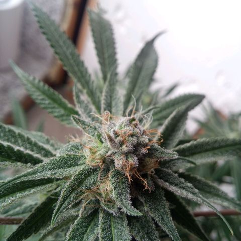 Seriotica a la GaNjaJoHnNaY growlog timeline photo